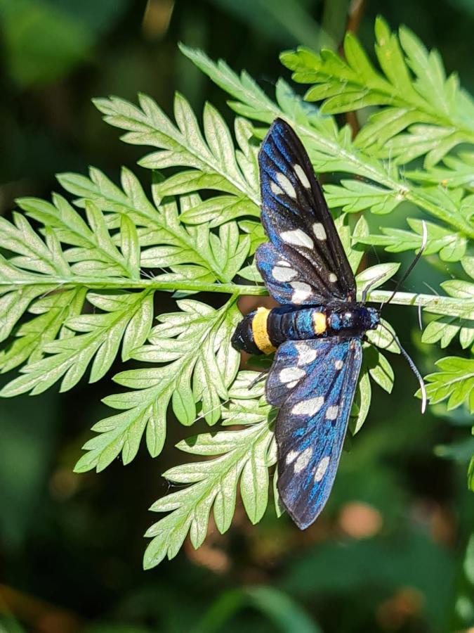 Jugul Taranului Agropensiune Polovragi, Gorj Βίλα Εξωτερικό φωτογραφία